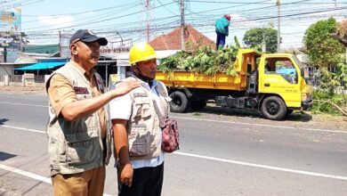 Tak Kenal Lelah, Perempesan Pohon Terus Menyisir Kota Jember