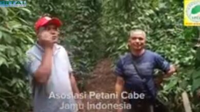 Bertani Cabe Jamu, Pekerjaan Sampingan tapi Hasilnya Menggiurkan