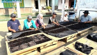 Mahasiswa Peserta PKL UIJ Dapat Ilmu Baru Terkait Cara Mengeringkan Vanili Berkualitas Gourmet