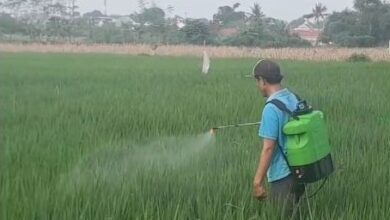 Kurangi Ketergantungan Petani Terhadap Pupuk Subsidi, Petani Asal Wuluhan Jember Membuat Pupuk Anorganik