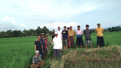 Tikus Serang Puluhan Hektar Padi di Kranjingan, Wabup Jember Gercep Turun Lapangan