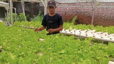 Samsul Hadi, Alumni UIJ Sukses Tekuni Pertanian Hidroponik